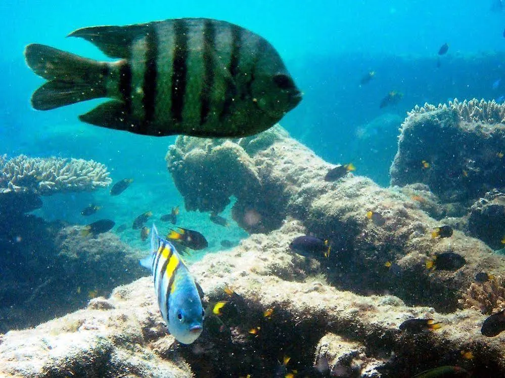 Tangalooma Island Resort